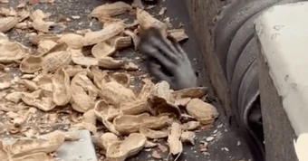 Bàn chân lông lá ngoi lên từ hố nhỏ trên khán đài SVĐ