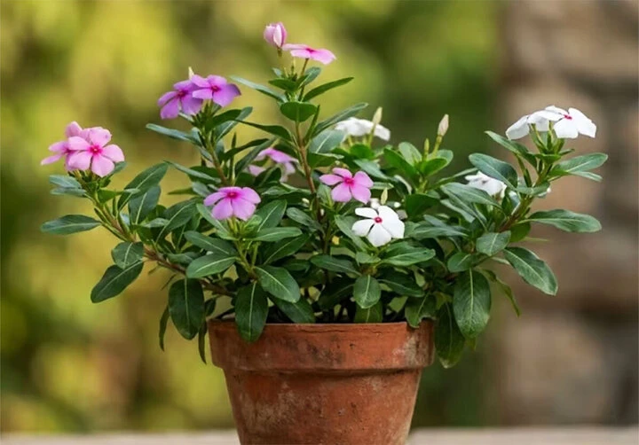 Ban công hướng Tây nắng như đổ lửa, trồng cây gì để vừa sống khỏe vừa đẹp? Ban công hướng Tây nắng như đổ lửa, trồng cây gì để vừa sống khỏe vừa đẹp?