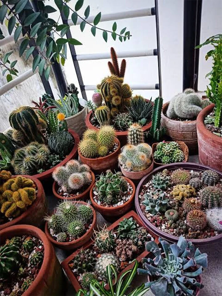 Ban công hướng Tây nắng như đổ lửa, trồng cây gì để vừa sống khỏe vừa đẹp? Ban công hướng Tây nắng như đổ lửa, trồng cây gì để vừa sống khỏe vừa đẹp?