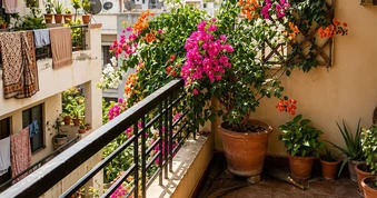 Ban công hướng Tây trồng cây gì để vừa sống khỏe vừa đẹp?