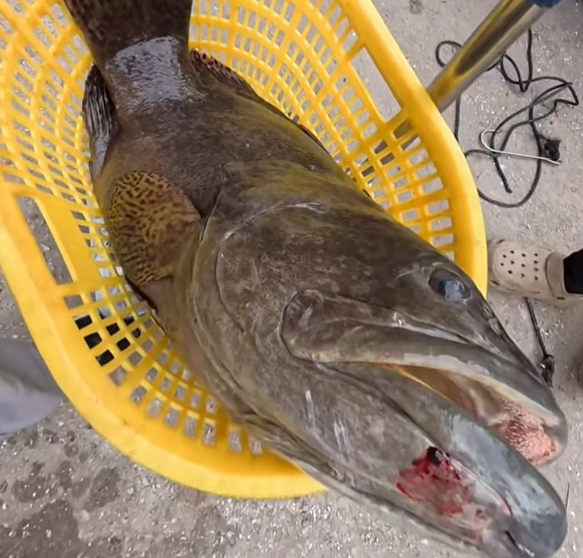 Bắt được cá nặng 35kg ở Quảng Ninh, khách chi 30 triệu mua tại chỗ Bắt được cá nặng 35kg ở Quảng Ninh, khách chi 30 triệu mua tại chỗ