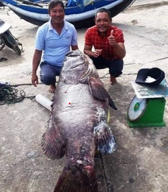 Bắt được cá nặng 35kg ở Quảng Ninh, khách chi 30 triệu mua tại chỗ Bắt được cá nặng 35kg ở Quảng Ninh, khách chi 30 triệu mua tại chỗ