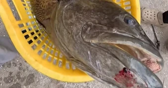 Bắt được cá nặng 35kg ở Quảng Ninh, khách chi 30 triệu mua tại chỗ