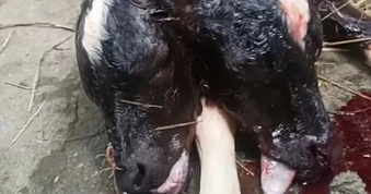 Bê 2 đầu, 4 mắt vừa sinh ra đã chết, người dân vội đi chôn