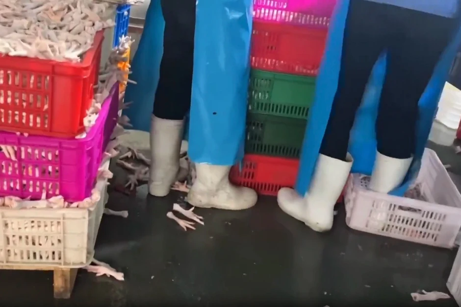 Bên trong xưởng chân gà Trung Quốc: Bể ngâm bốc mùi, người đi ủng giẫm đạp Bên trong xưởng chân gà Trung Quốc: Bể ngâm bốc mùi, người đi ủng giẫm đạp