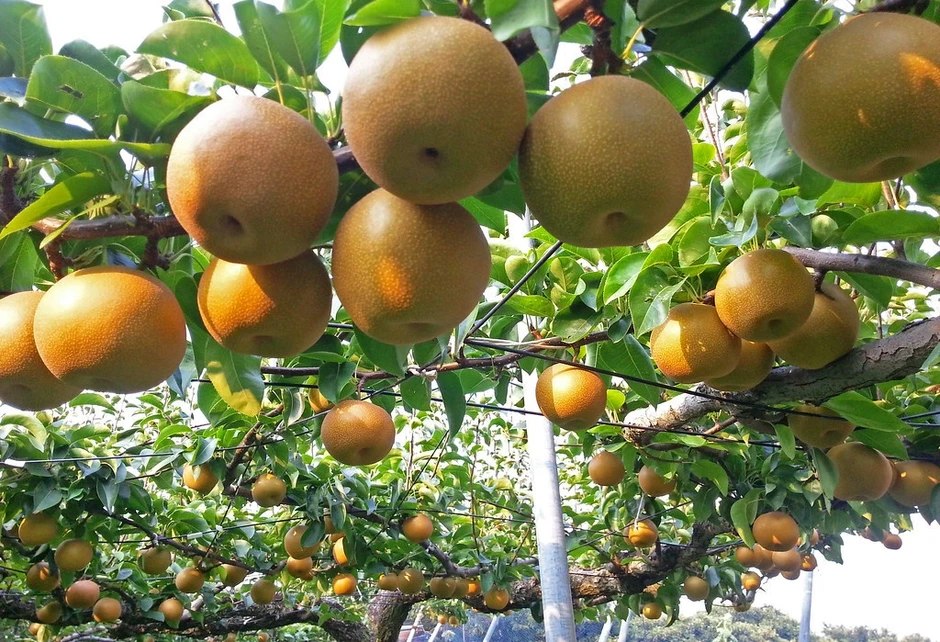 Bị cắt trộm 5.000 quả lê trị giá 350 triệu đồng, chủ vườn ở Nhật bỏ nghề Bị cắt trộm 5.000 quả lê trị giá 350 triệu đồng, chủ vườn ở Nhật bỏ nghề