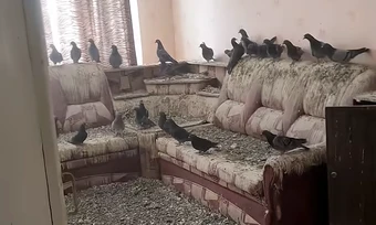 Bị chim bồ câu 'chiếm' nhà vì quên đóng cửa sổ