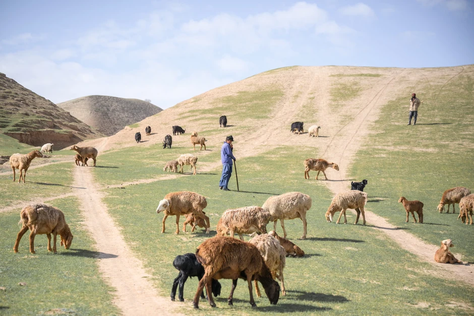 Biến đổi khí hậu buộc các gia đình Afghanistan phải bán con gái làm cô dâu Biến đổi khí hậu buộc các gia đình Afghanistan phải bán con gái làm cô dâu
