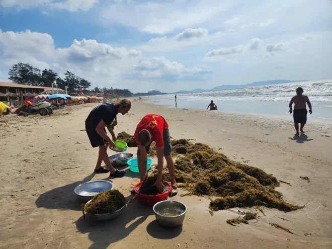 Biến 'rác biển' Vũng Tàu thành nguyên liệu Đông y Biến 'rác biển' Vũng Tàu thành nguyên liệu Đông y