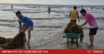 Biến 'rác biển' Vũng Tàu thành nguyên liệu Đông y