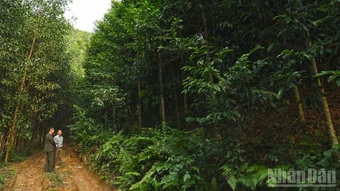 Bộ Nông nghiệp và Môi trường thúc đẩy phát triển 1 triệu ha rừng trồng gỗ lớn đến năm 2030