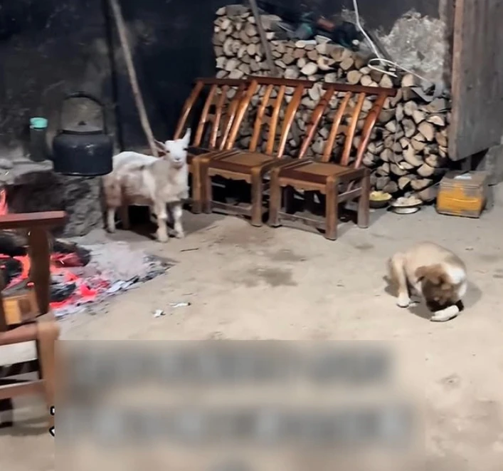 Bỏ phố lên núi nghỉ hưu ở tuổi 34, đêm đến tôi lại không dám ra khỏi nhà Bỏ phố lên núi nghỉ hưu ở tuổi 34, đêm đến tôi lại không dám ra khỏi nhà