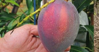 Bỏ việc về quê bán hoa quả, 1 tháng bán được 15 tấn xoài, thu nhập cao hơn lương văn phòng