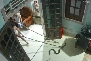 Cả gia đình bỏ chạy khỏi mâm cơm vì rắn dài hơn 1m bò vào nhà Cả gia đình bỏ chạy khỏi mâm cơm vì rắn dài hơn 1m bò vào nhà