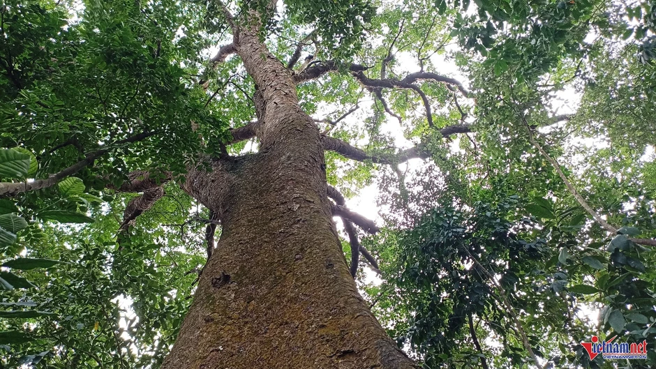 Cả làng bảo vệ 'báu vật' hàng trăm tuổi trên đồi Bích Sơn ở Ninh Bình Cả làng bảo vệ 'báu vật' hàng trăm tuổi trên đồi Bích Sơn ở Ninh Bình
