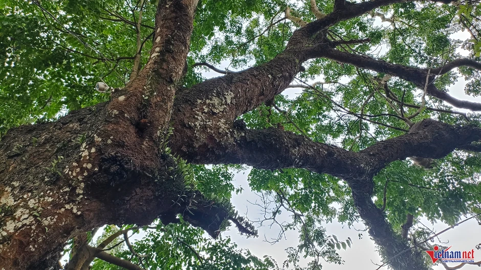 Cả làng bảo vệ 'báu vật' hàng trăm tuổi trên đồi Bích Sơn ở Ninh Bình Cả làng bảo vệ 'báu vật' hàng trăm tuổi trên đồi Bích Sơn ở Ninh Bình