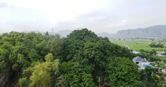 Cả làng bảo vệ 'báu vật' hàng trăm tuổi trên đồi Bích Sơn ở Ninh Bình