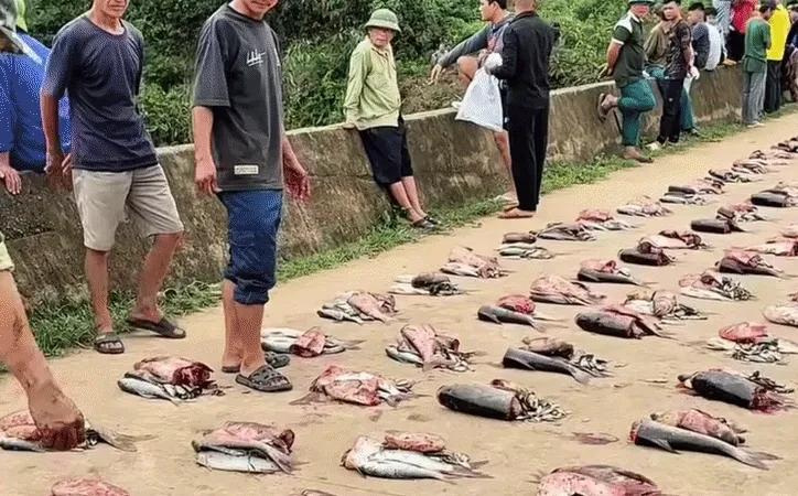 Cả làng ở Phú Thọ góp tiền nuôi cá chung, thu cả tấn chia cho từng hộ Cả làng ở Phú Thọ góp tiền nuôi cá chung, thu cả tấn chia cho từng hộ
