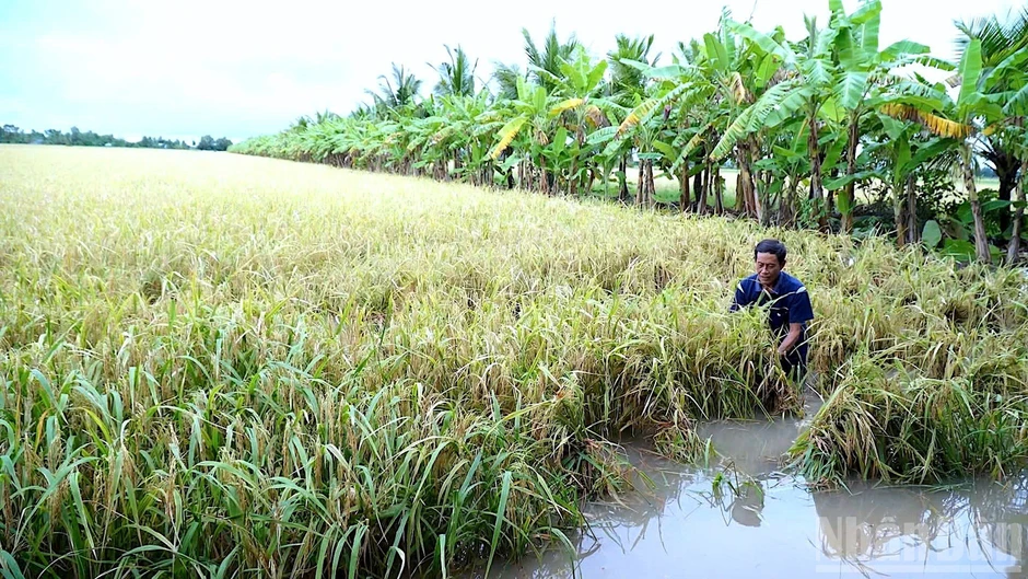 Cà Mau tập trung toàn lực dồn sức chống ngập, khôi phục sản xuất