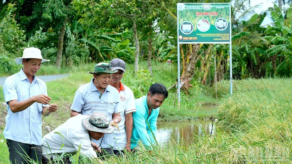 Cà Mau tôn vinh nền nông nghiệp xanh qua cuộc thi “gạo ngon” cấp khu vực