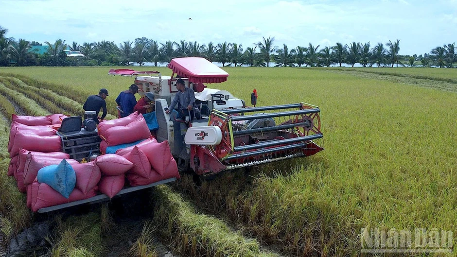 Cà Mau tôn vinh nền nông nghiệp xanh qua cuộc thi “gạo ngon” cấp khu vực