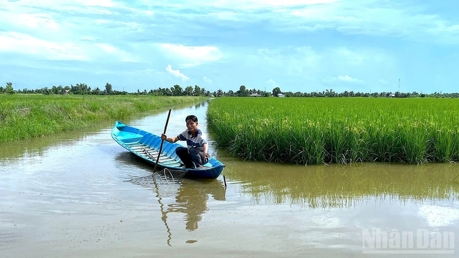 Cà Mau tôn vinh nền nông nghiệp xanh qua cuộc thi “gạo ngon” cấp khu vực
