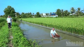 Cà Mau tôn vinh nền nông nghiệp xanh qua cuộc thi “gạo ngon” cấp khu vực