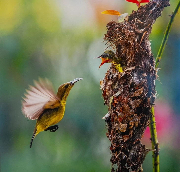 Các bóng hồng cầm máy kể chuyện quê hương Các bóng hồng cầm máy kể chuyện quê hương