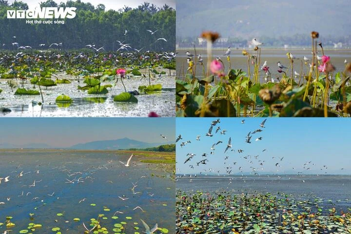 Cận cảnh vẻ ‘sơn thuỷ hữu tình’ Đầm Trà Ổ gần 5.700 ha ở Gia Lai Cận cảnh vẻ ‘sơn thuỷ hữu tình’ Đầm Trà Ổ gần 5.700 ha ở Gia Lai