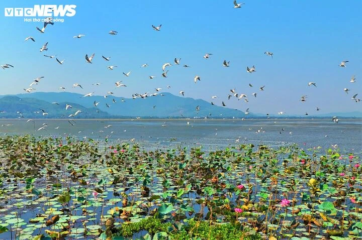 Cận cảnh vẻ ‘sơn thuỷ hữu tình’ Đầm Trà Ổ gần 5.700 ha ở Gia Lai Cận cảnh vẻ ‘sơn thuỷ hữu tình’ Đầm Trà Ổ gần 5.700 ha ở Gia Lai