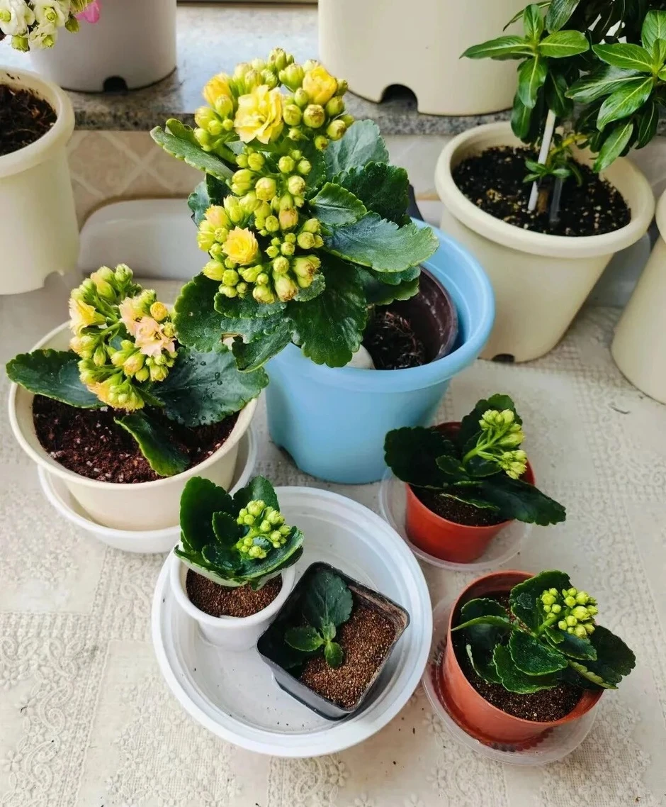 Căn nhà nhỏ của cụ bà 92 tuổi: Cuộc sống bình yên và tự tại Căn nhà nhỏ của cụ bà 92 tuổi: Cuộc sống bình yên và tự tại