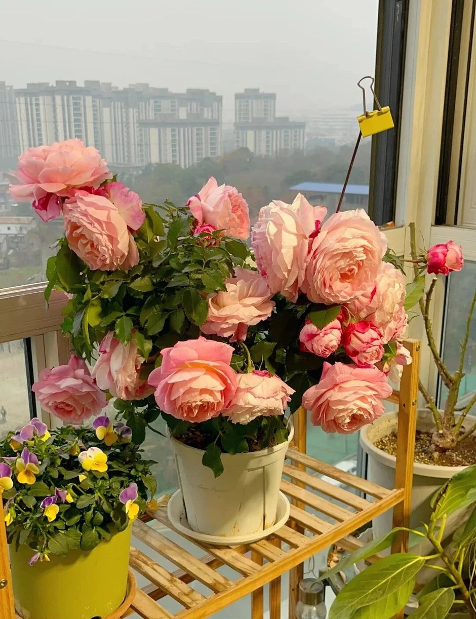 Căn nhà nhỏ của cụ bà 92 tuổi: Cuộc sống bình yên và tự tại Căn nhà nhỏ của cụ bà 92 tuổi: Cuộc sống bình yên và tự tại