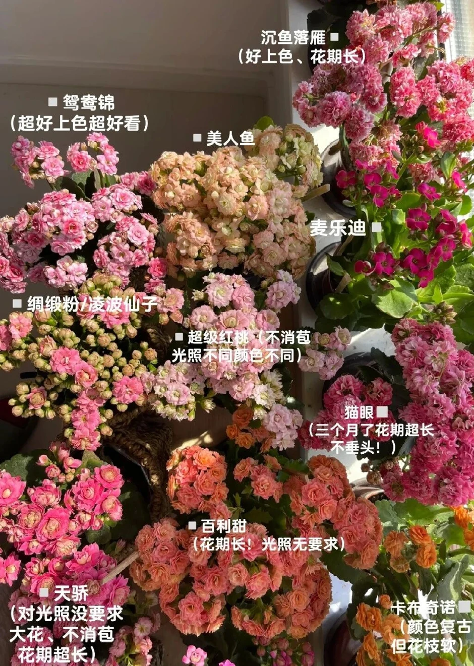 Căn nhà nhỏ của cụ bà 92 tuổi: Cuộc sống bình yên và tự tại Căn nhà nhỏ của cụ bà 92 tuổi: Cuộc sống bình yên và tự tại