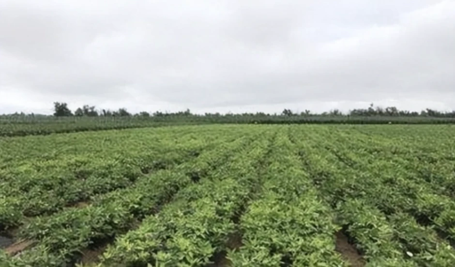 'Canh bạc' triệu đô đổi chuỗi cửa hàng điện máy lấy hoang mạc 'Canh bạc' triệu đô đổi chuỗi cửa hàng điện máy lấy hoang mạc