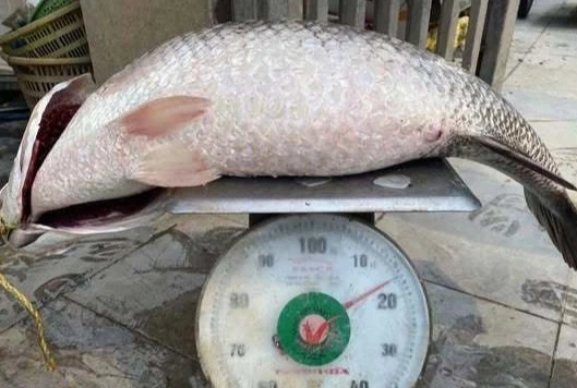 Câu trúng cá được ví "cọp nước" nặng 17kg, người dân bán ngay 5 triệu đồng Câu trúng cá được ví "cọp nước" nặng 17kg, người dân bán ngay 5 triệu đồng