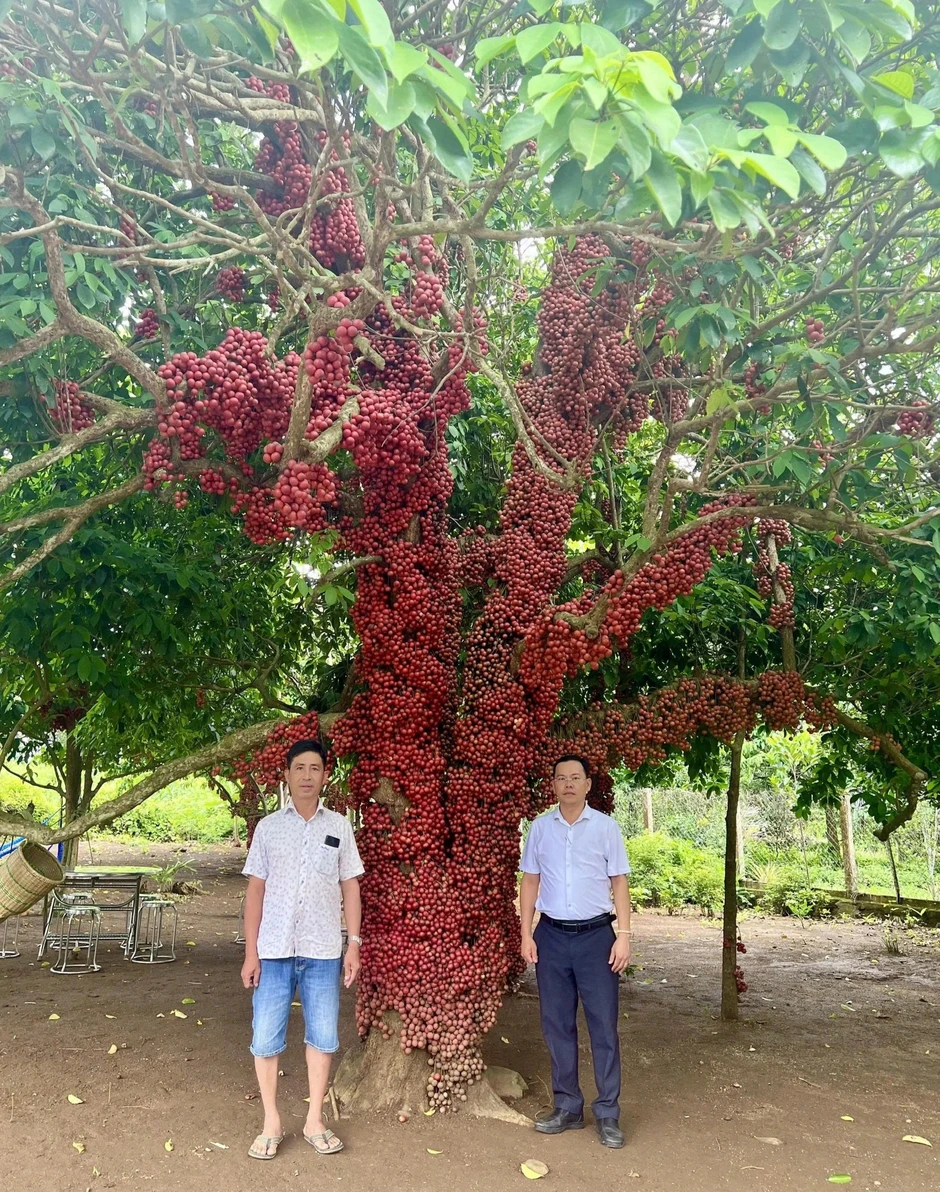 Cây đỏ cổ thụ có quả mọc từ gốc lên ngọn được công nhận là cây di sản Cây đỏ cổ thụ có quả mọc từ gốc lên ngọn được công nhận là cây di sản