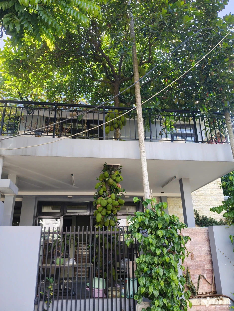 Cây mít mọc xuyên tầng 2 ở Đà Nẵng gây sốt, trái chi chít từ gốc tới ngọn Cây mít mọc xuyên tầng 2 ở Đà Nẵng gây sốt, trái chi chít từ gốc tới ngọn
