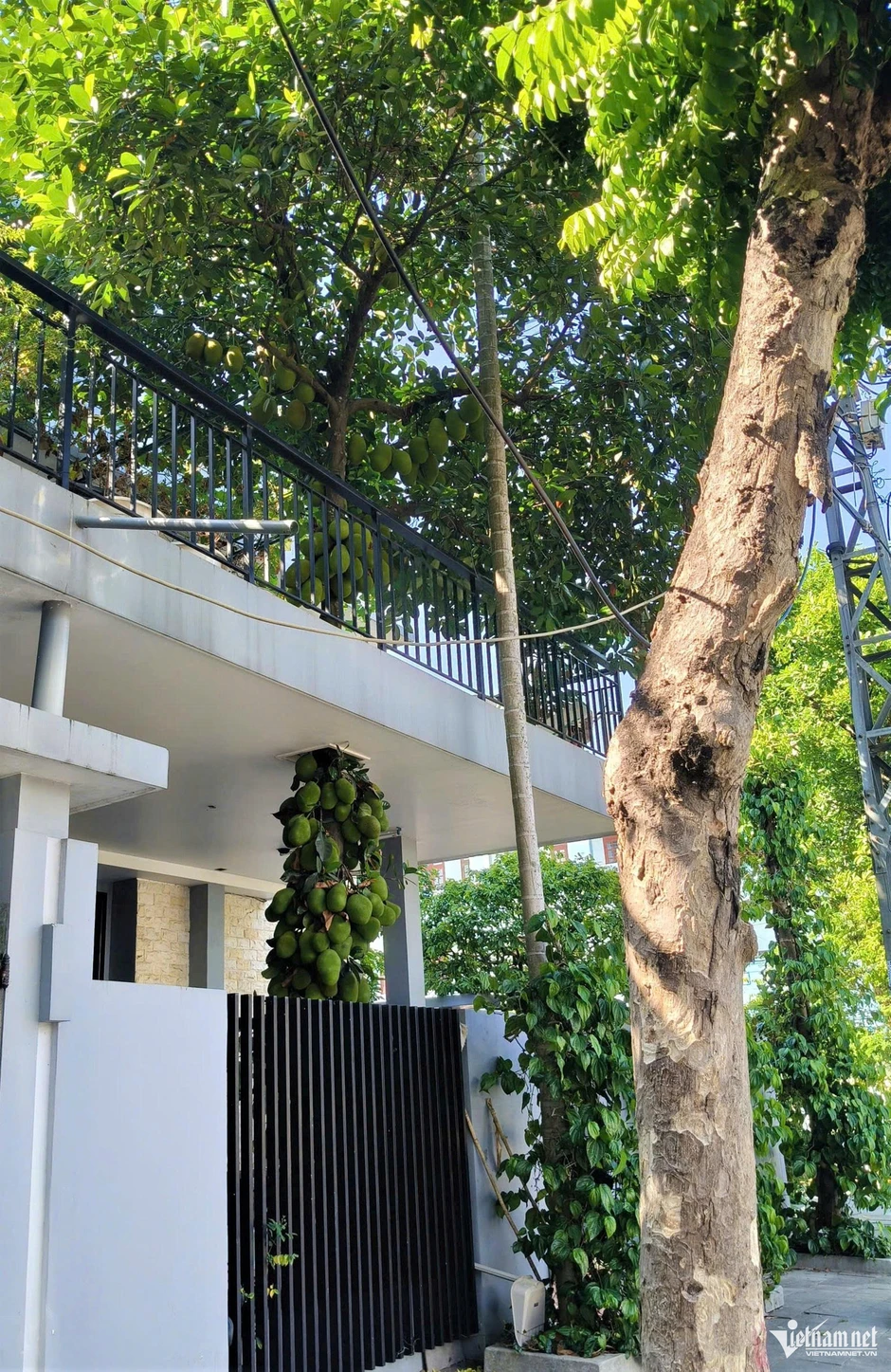 Cây mít mọc xuyên tầng 2 ở Đà Nẵng gây sốt, trái chi chít từ gốc tới ngọn Cây mít mọc xuyên tầng 2 ở Đà Nẵng gây sốt, trái chi chít từ gốc tới ngọn