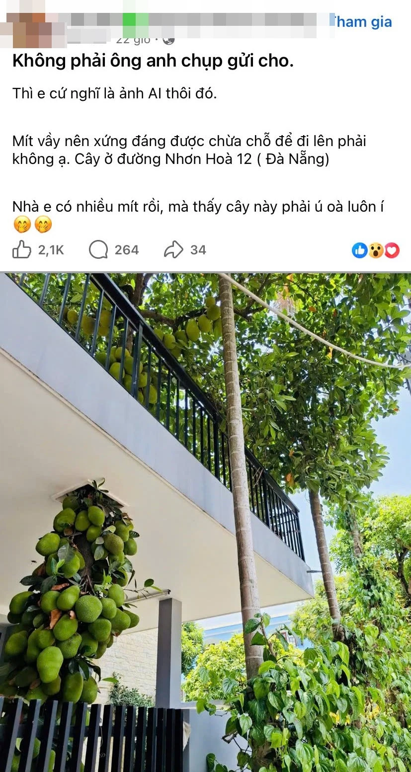Cây mít mọc xuyên tầng 2 ở Đà Nẵng gây sốt, trái chi chít từ gốc tới ngọn Cây mít mọc xuyên tầng 2 ở Đà Nẵng gây sốt, trái chi chít từ gốc tới ngọn
