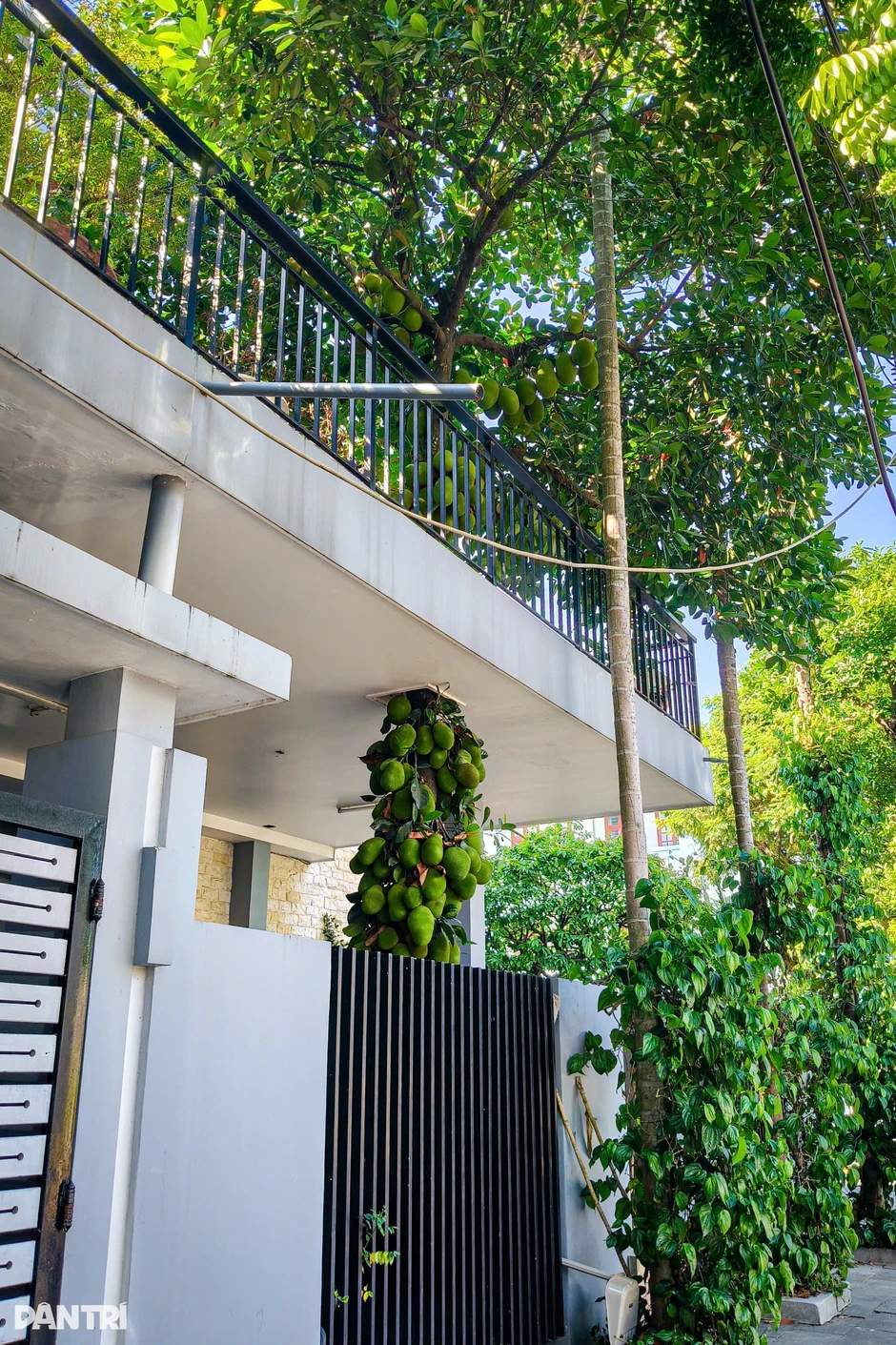 Cây mít mọc “xuyên” tầng 2, trái chen kín cả trăm quả từ gốc đến ngọn Cây mít mọc “xuyên” tầng 2, trái chen kín cả trăm quả từ gốc đến ngọn