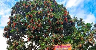 Cây vải cổ thụ trăm tuổi, chủ ở Bắc Ninh thuê cần cẩu thu 8 tạ quả