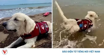Chú chó cứu hộ lướt sóng, cùng chủ giải cứu người gặp nạn