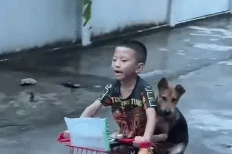 Chú chó ở Hải Phòng ôm chặt phía sau lưng khi được bé trai chở đi chơi