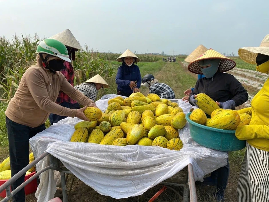 Chung sức bán 10 tấn dưa giúp người phụ nữ bị gãy chân Chung sức bán 10 tấn dưa giúp người phụ nữ bị gãy chân