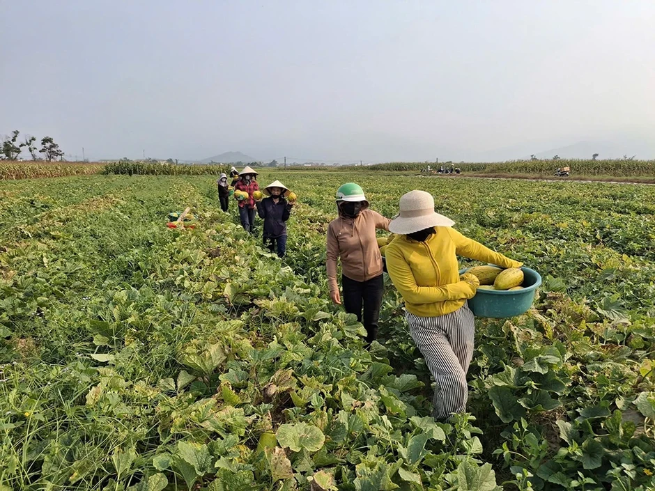Chung sức bán 10 tấn dưa giúp người phụ nữ bị gãy chân Chung sức bán 10 tấn dưa giúp người phụ nữ bị gãy chân
