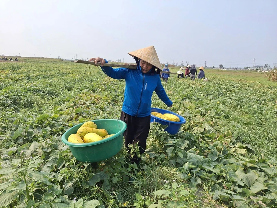 Chung sức bán 10 tấn dưa giúp người phụ nữ bị gãy chân Chung sức bán 10 tấn dưa giúp người phụ nữ bị gãy chân