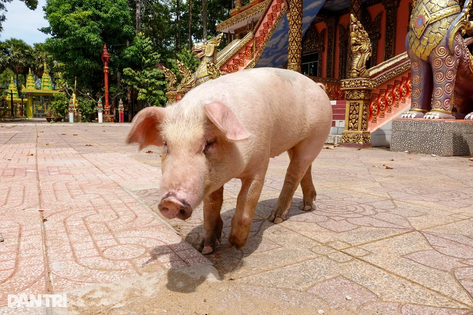 Chuyện về heo có 5 móng chân phải gửi vào chùa nuôi để tránh hoạ ở miền Tây Chuyện về heo có 5 móng chân phải gửi vào chùa nuôi để tránh hoạ ở miền Tây