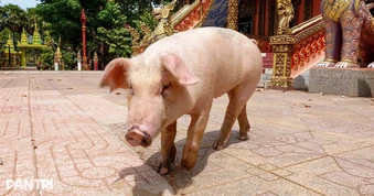Chuyện về heo có 5 móng chân phải gửi vào chùa nuôi để tránh hoạ ở miền Tây