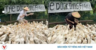 Clip du khách Tây chăn vịt theo nhạc ở Quảng Trị khiến dân mạng cười bò