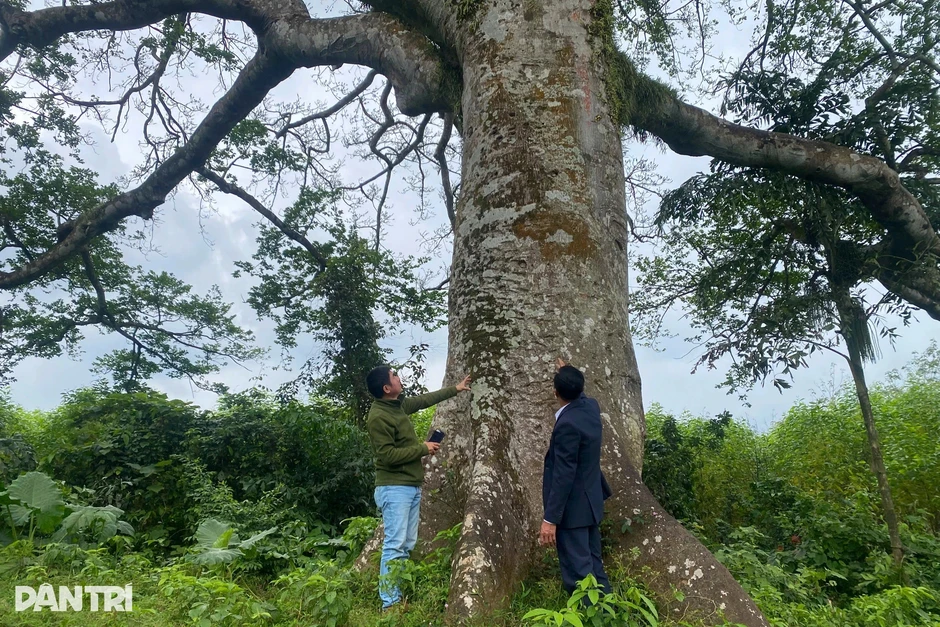 Cổ thụ từng đi vào thơ Tố Hữu, được dân làng xem như “báu vật xanh”